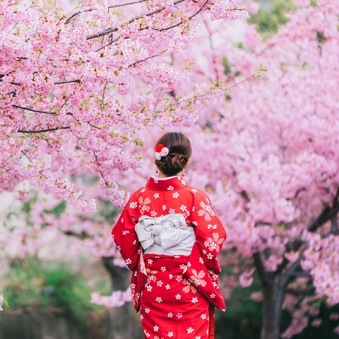 TOUR NHẬT BẢN: CUNG ĐƯỜNG VÀNG MÙA SAKURA NỞ SỚM