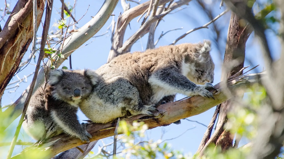 Khu bảo tồn Koala Conservation Reserve