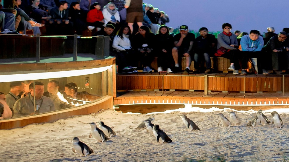 Penguin Parade