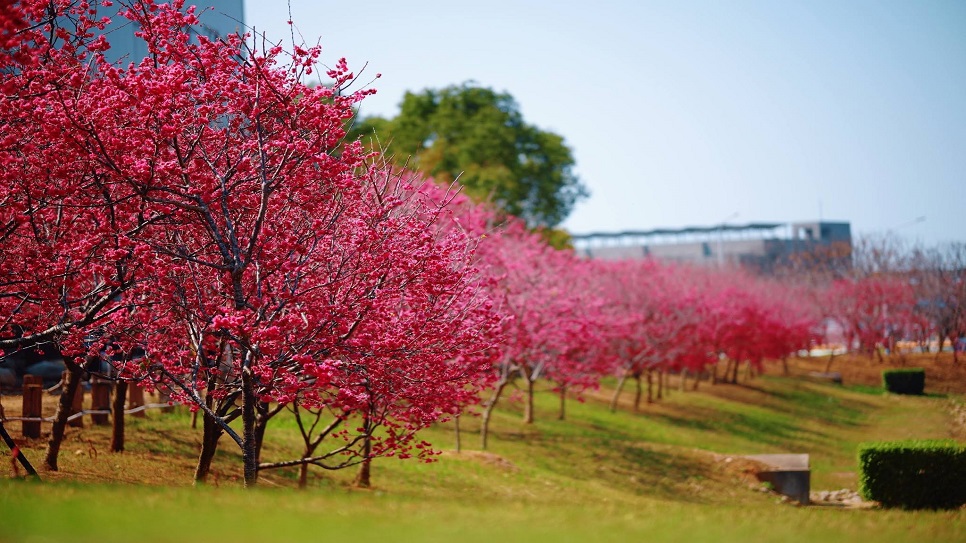WELE Cherry Blossom Park
