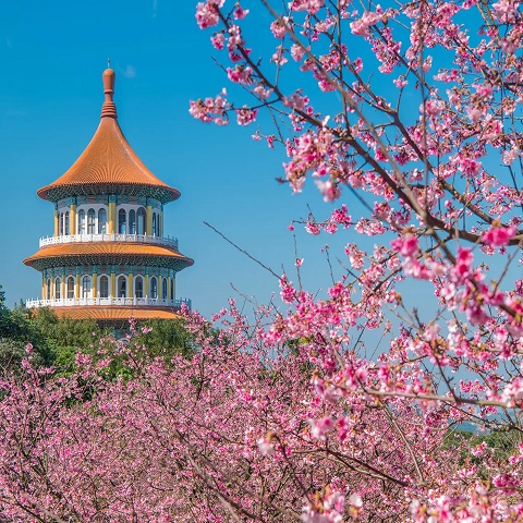 TOUR CAO HÙNG - ĐÀI BẮC: ĐÓN MÙA HOA ANH ĐÀO