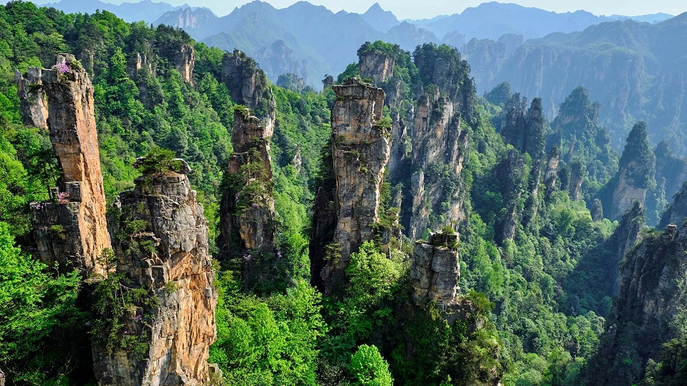 Trương Gia Giới