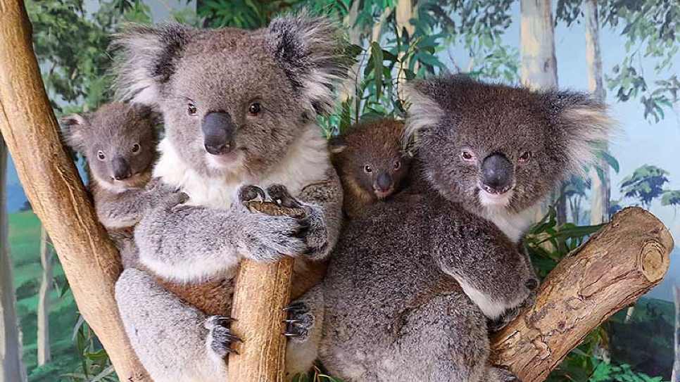 Công viên Maru Koala