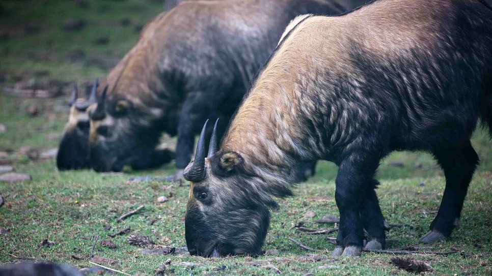 Takin tại Khu bảo tồn Motithang Takin