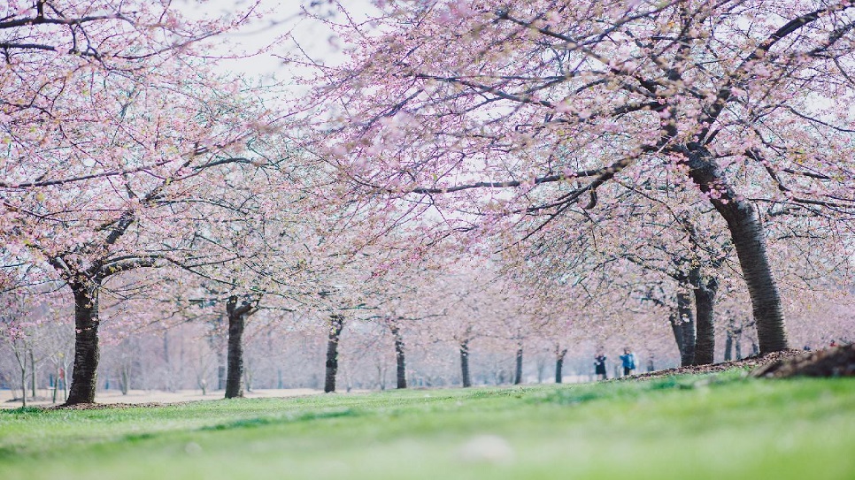 Công viên Cố Thôn