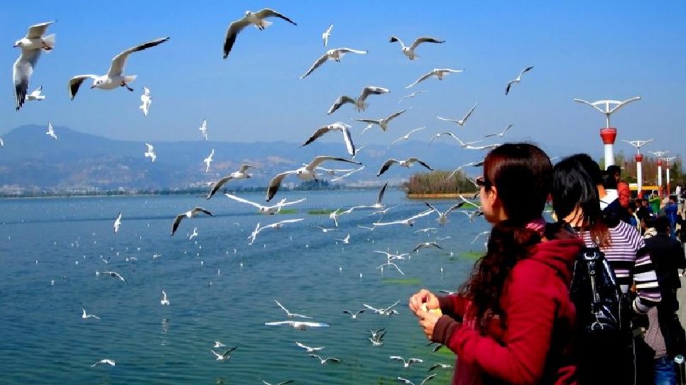 Ngắm chim hải âu bên bờ đập hồ Điền Trì tại Côn Minh