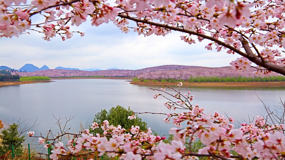 Dạo quanh khám phá trang trại hoa anh đào Pingba
