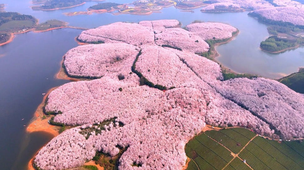 Trang trại hoa anh đào Pingba nhìn từ trên cao