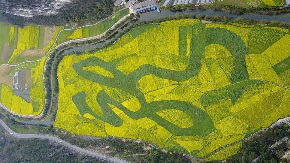 Cánh đồng hoa cải hình chữ "Long" (Rồng)