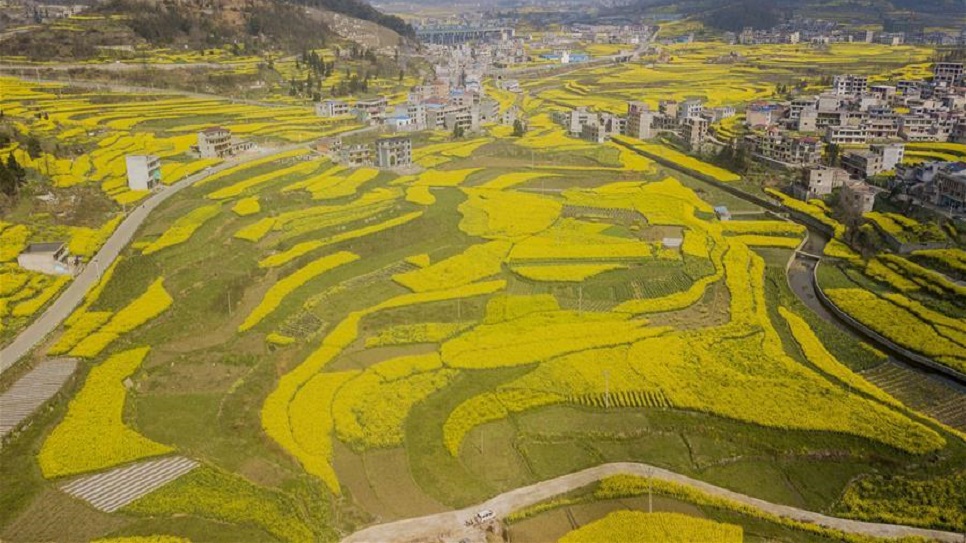 Cánh đồng hoa cải vàng tại khu vực Long Cung Thuận An