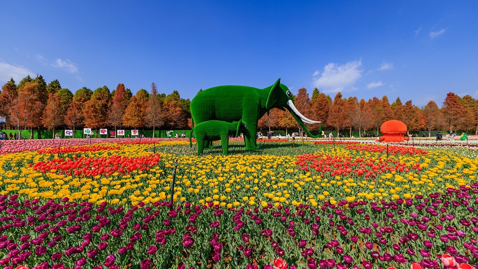 Công viên Liệu Ngư Hà Thấp Địa rực rỡ vào mùa hoa tulip