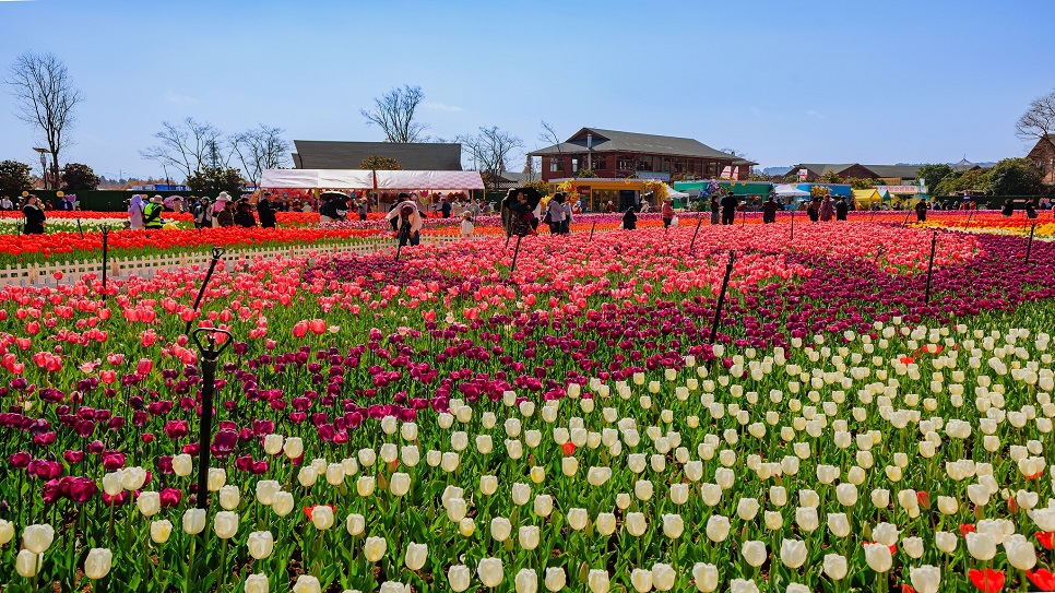 Chiêm ngưỡng muôn sắc hoa tulip tại Công viên Liệu Ngư Hà Thấp Địa