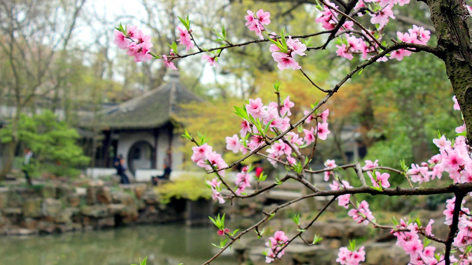 Mùa xuân rực rỡ tại Chuyết Chính Viên