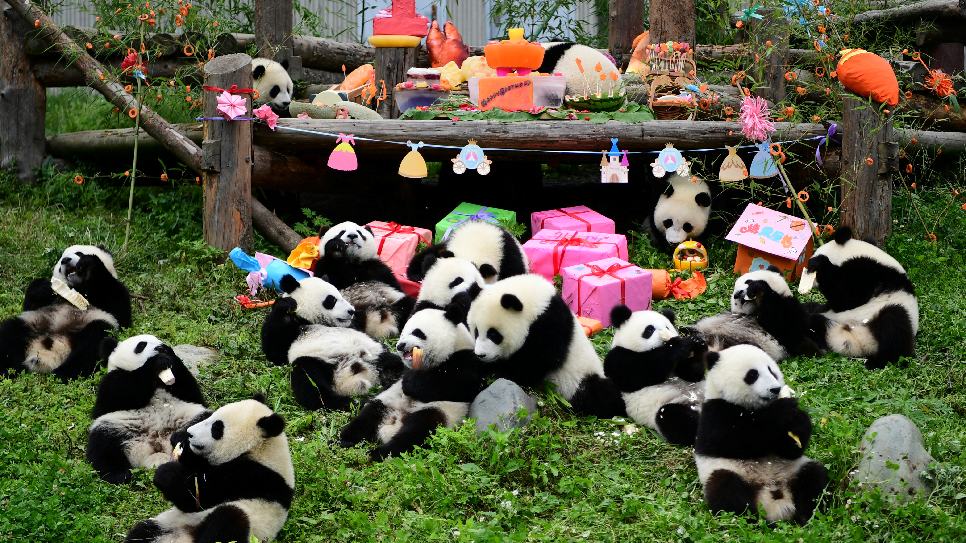 Công viên gấu trúc Thành Đô