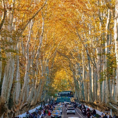 NAM KINH MÙA LÁ VÀNG
