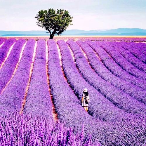 KHÁM PHÁ VÙNG PROVENCE - XỨ SỞ HOA TÍM TỎA HƯƠNG