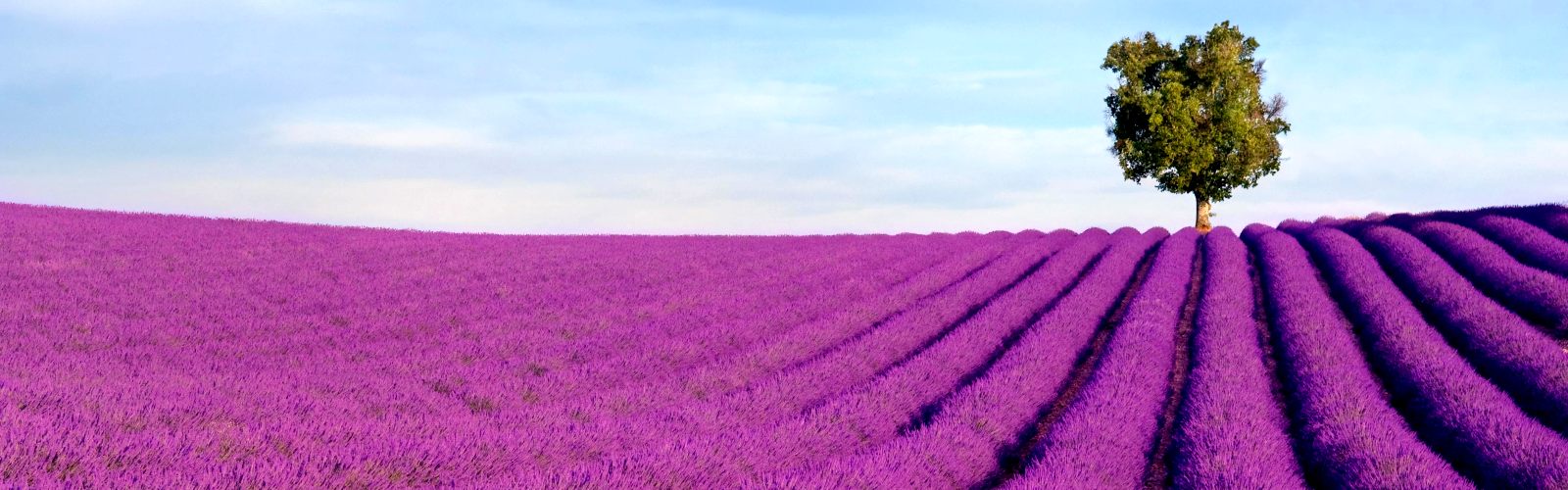 KHÁM PHÁ VÙNG PROVENCE - XỨ SỞ HOA TÍM TỎA HƯƠNG