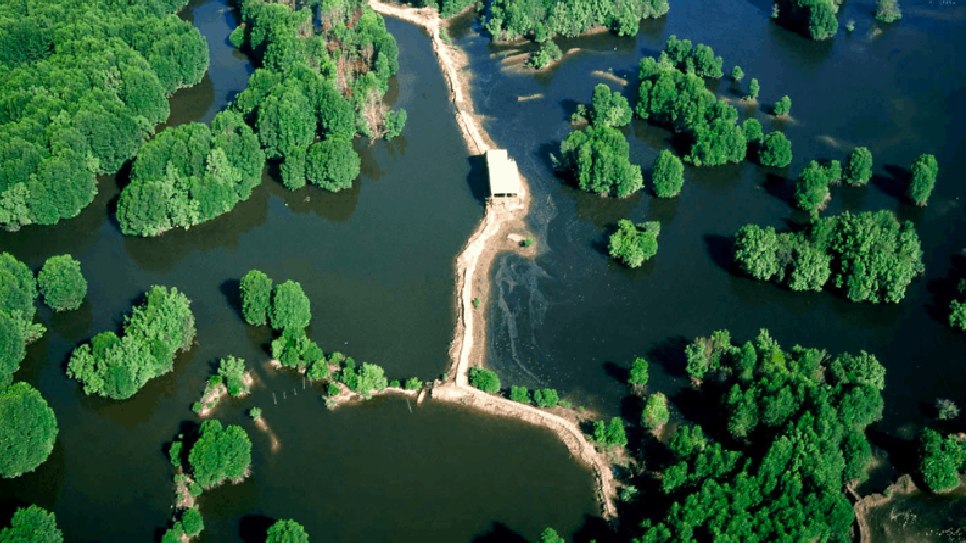 Thảm thực vật ngập mặn