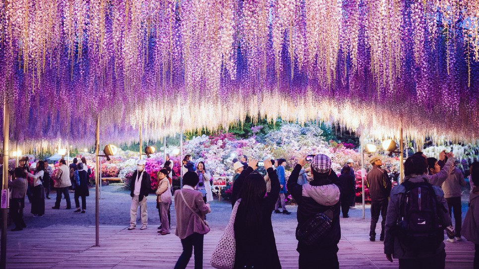 Lễ hội Hoa Tử Đằng tại Công viên Ashikaga Park