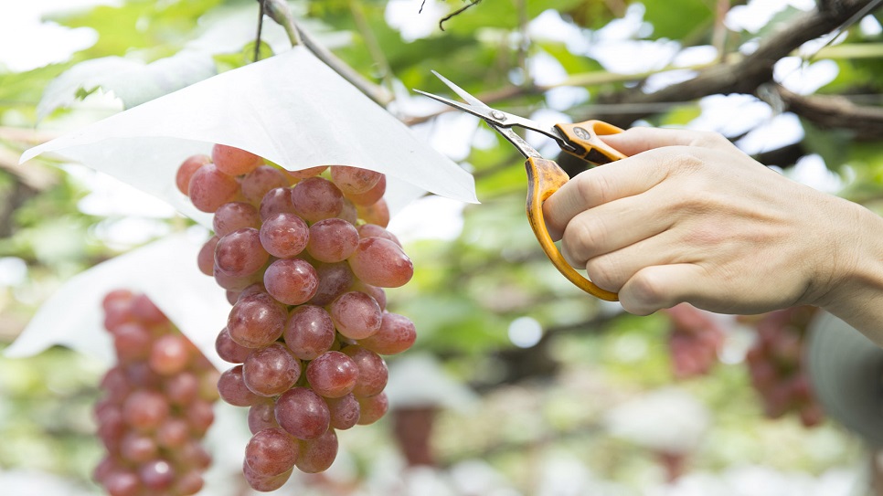 Trải nghiệm hái trái cây tại vườn