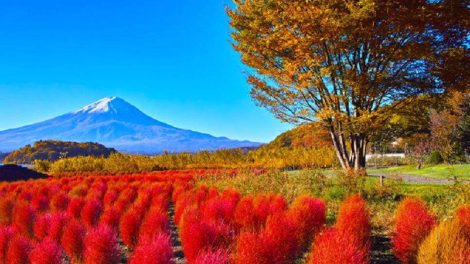 Kochia tại Công viên Oishi 