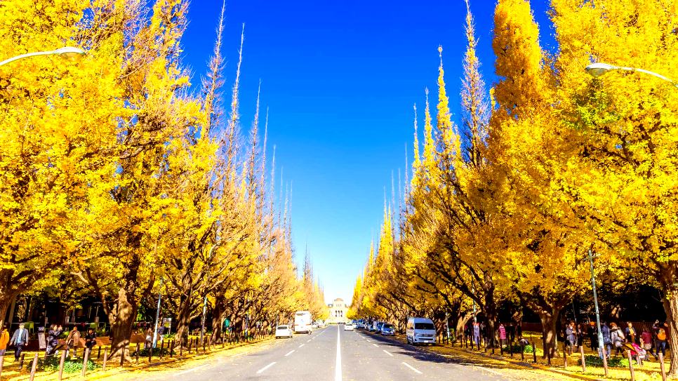 Meiji Jingu Gaien Ginkgo Avenue