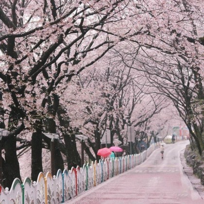 Trải nghiệm hành trình lãng mạn sắc hoa anh đào Hàn Quốc 2024, bạn sẽ được chiêm ngưỡng những cánh đào hồng tinh khiết nhất. Không chỉ tham quan và tận hưởng không khí rực rỡ của hoa anh đào, mà bạn còn được đắm mình trong những cảnh quan lãng mạn và thơ mộng.