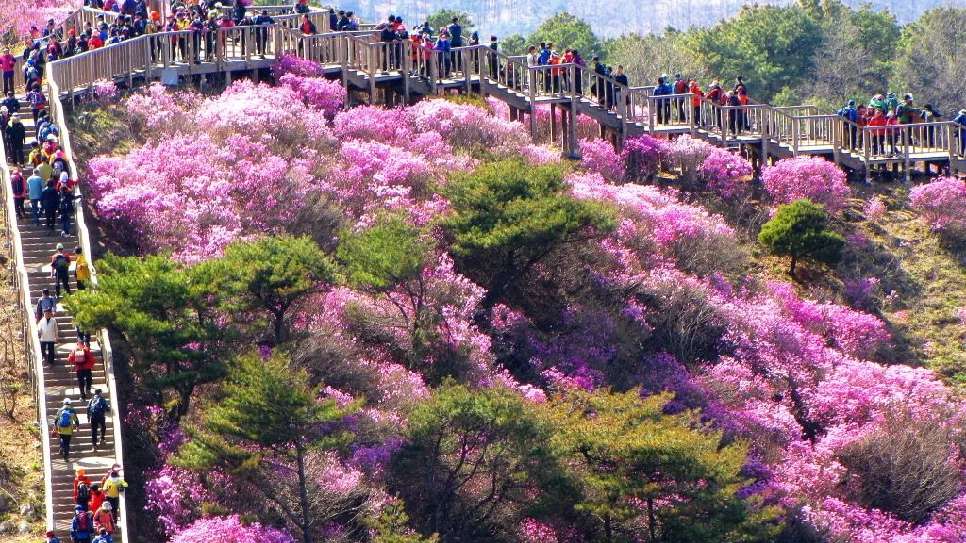 Lễ hội hoa Đỗ Quyên Ganghwa tại Incheon