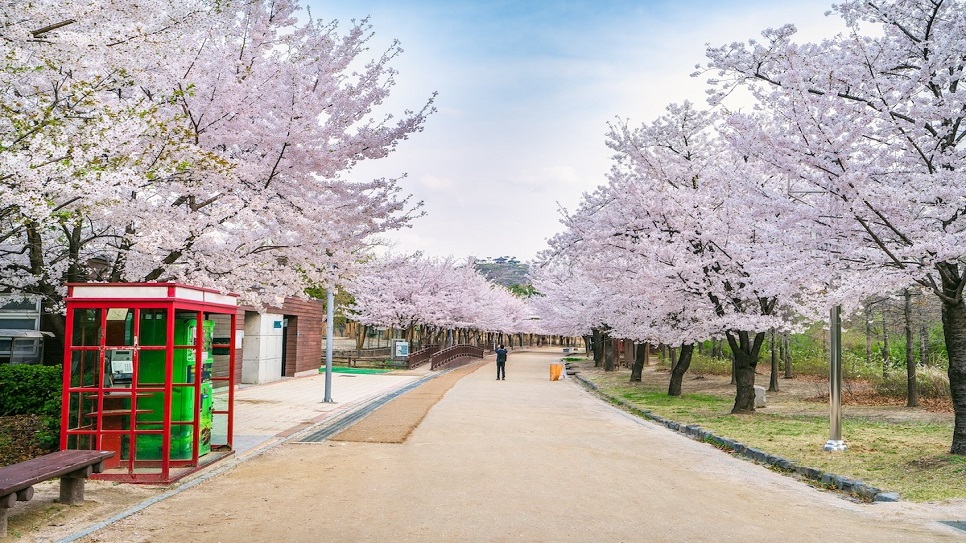 Công viên rừng Seoul mùa hoa anh đào