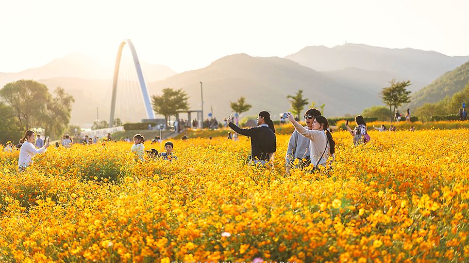 Cánh đồng hoa Cosmos