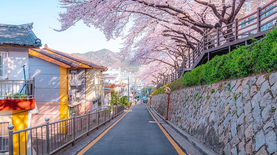 Đường văn h&oacute;a hoa anh đ&agrave;o Gaegeum-dong