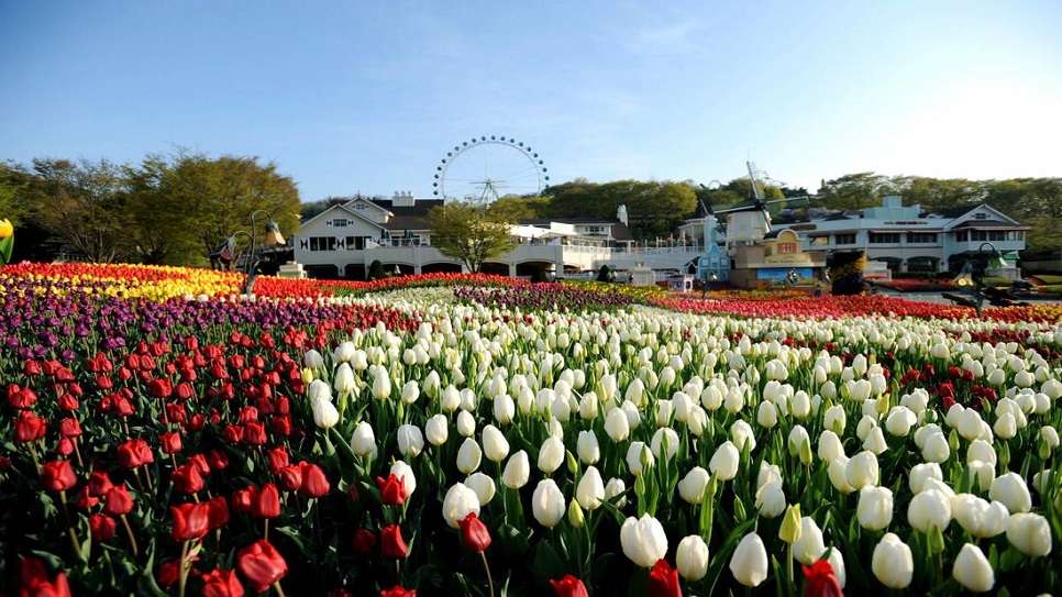 Lễ hội hoa Tulip