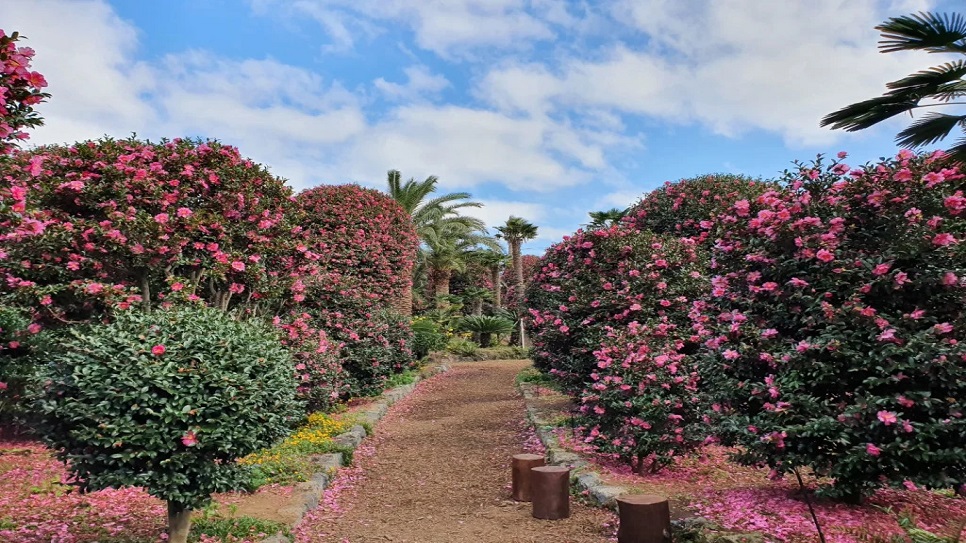 Đồi hoa Camellia Hill