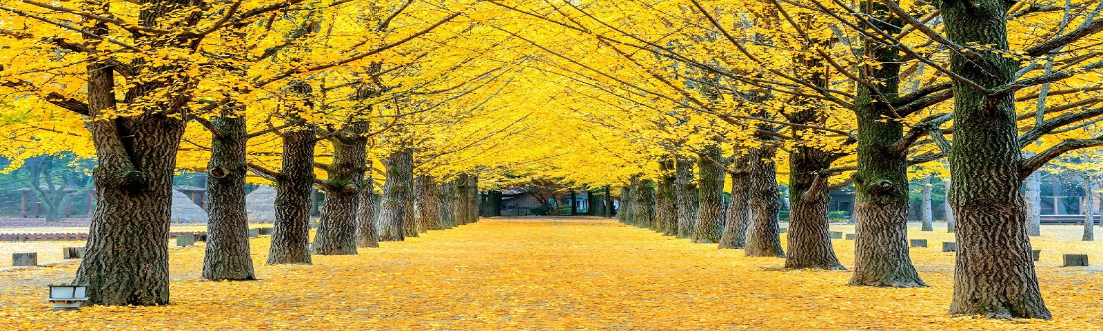 SEOUL: TRẢI NGHIỆM DU THUYỀN SÔNG HÀN