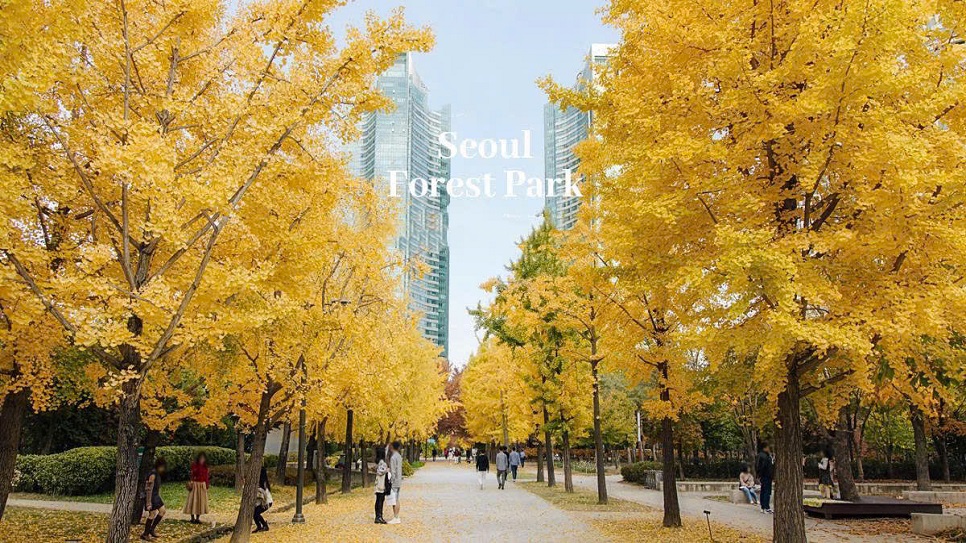 Seoul Forest vào mùa thu