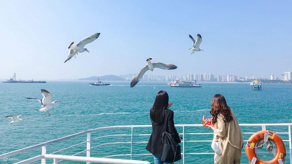 Trải nghiệm đi Phà cho Hải Âu ăn