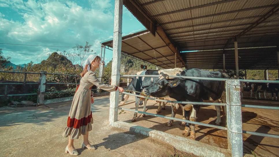 Trang trại bò sữa Dairy Farm 