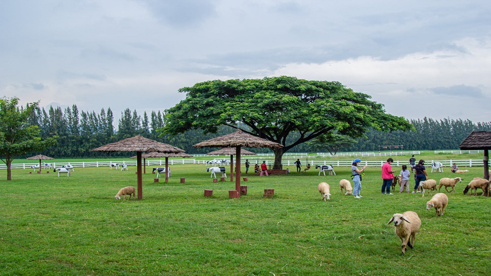 Nông trại Chokchai