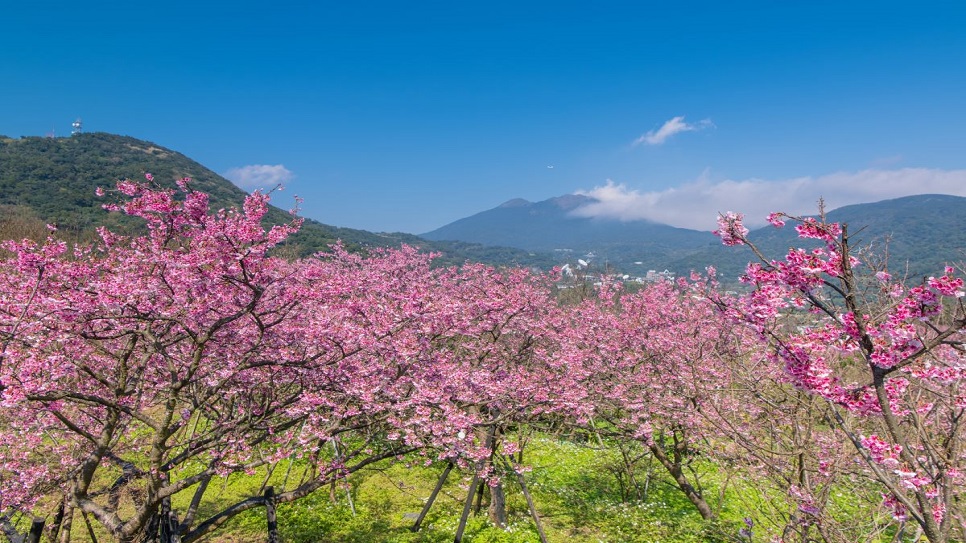 M&ugrave;a hoa anh đ&agrave;o tại c&ocirc;ng vi&ecirc;n Dương Minh Sơn