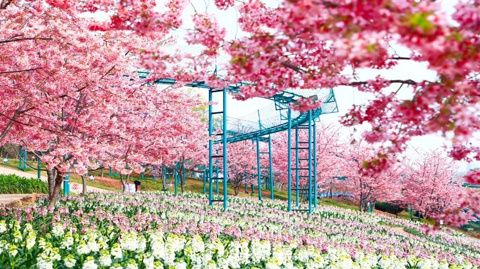 Mạn Hoa Trang Vi&ecirc;n