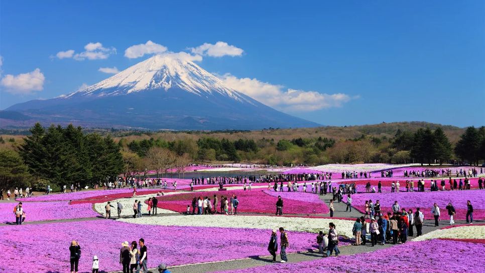 Lễ hội hoa chi anh - Fuji Shibazakura 
