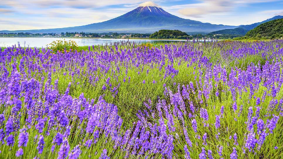 Lễ hội hoa oải hương