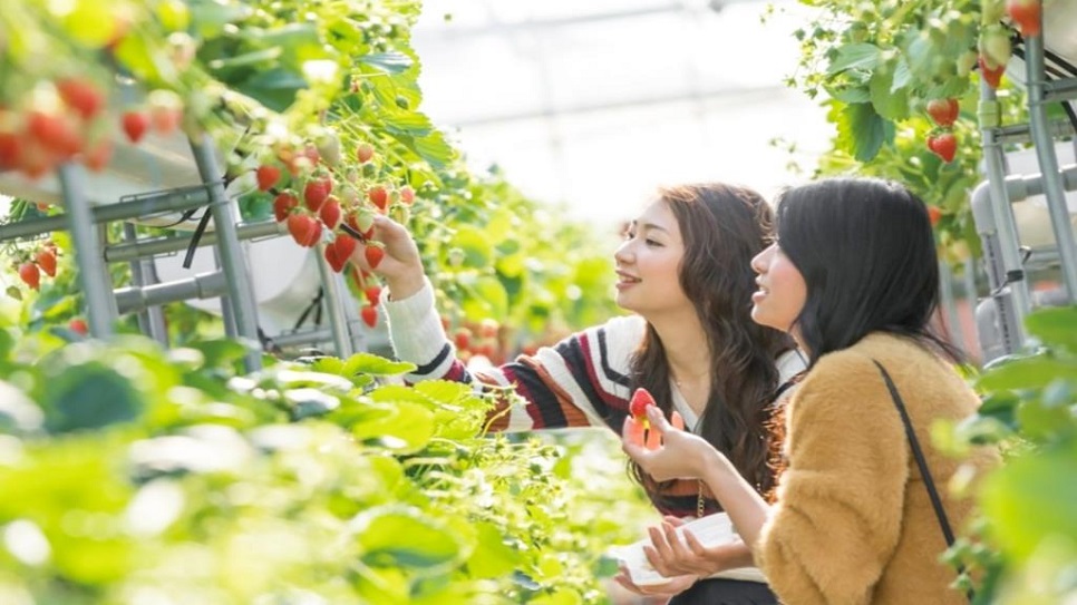 Trải nghiệm hái trái cây theo mùa