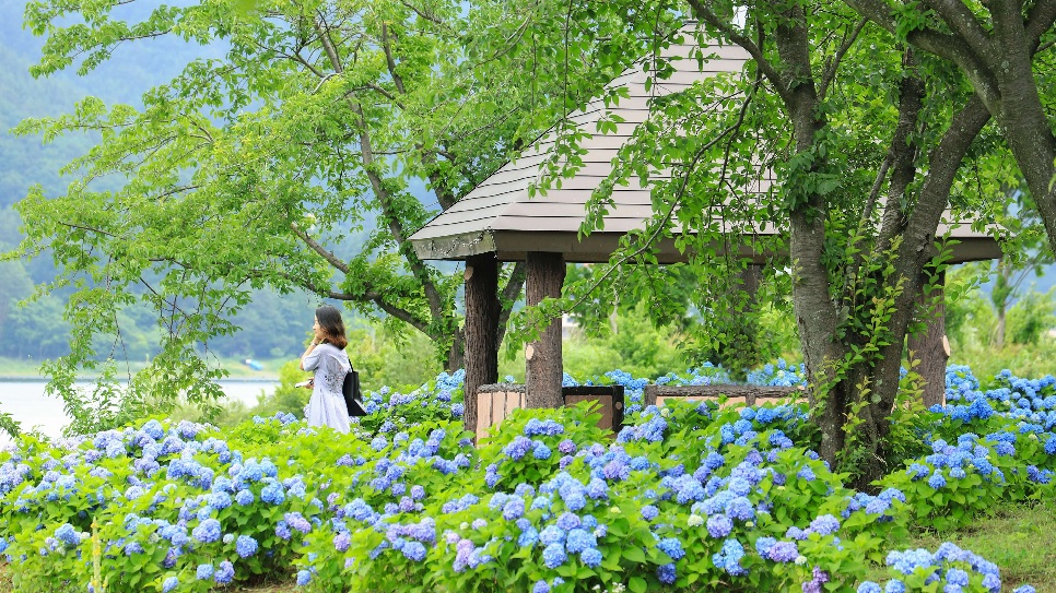 Chiêm ngưỡng hoa cẩm tú cầu