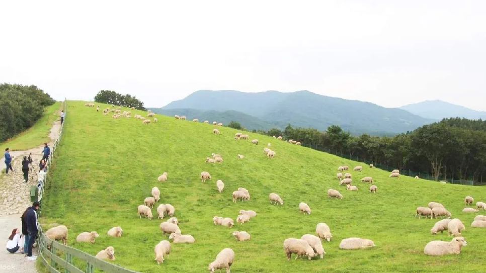 Trang trại cừu Daegwanryeong Samyang