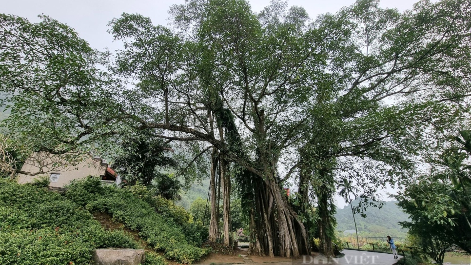 Cây Đa dịch chuyển