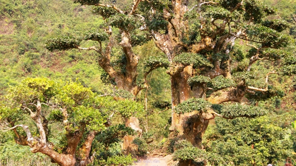 Cây Duối Nghìn Năm