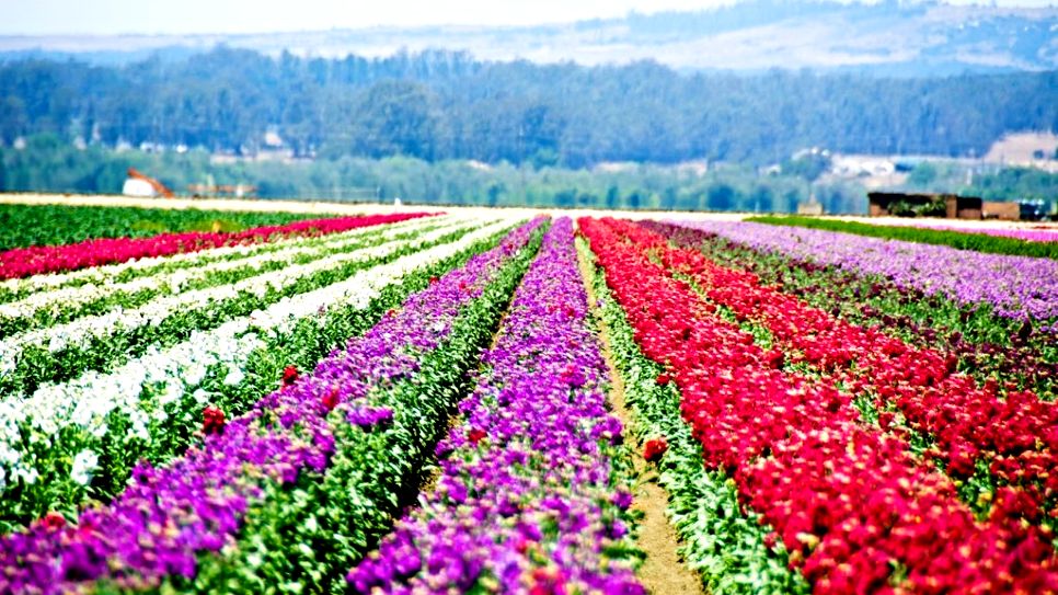 Cánh đồng hoa Lompoc