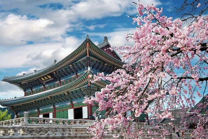 Du lịch Hàn Quốc mùa xuân luôn là mùa được yêu thích nhất