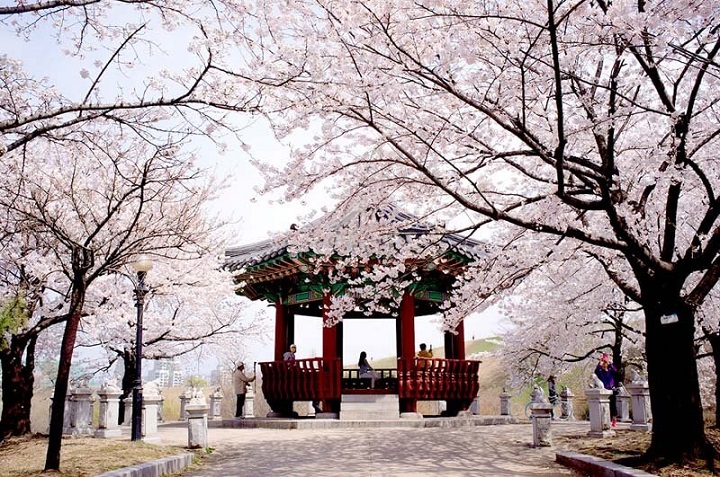 Thời tiết Hàn Quốc vào mùa xuân
